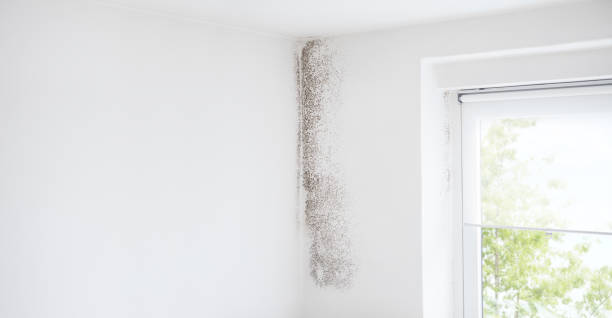 Best Mold Damage Restoration  in Nixa, MO