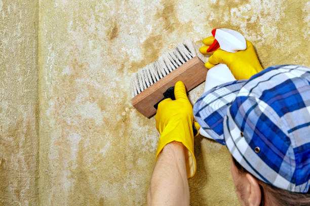 Mold Odor Removal Services in Nixa, MO